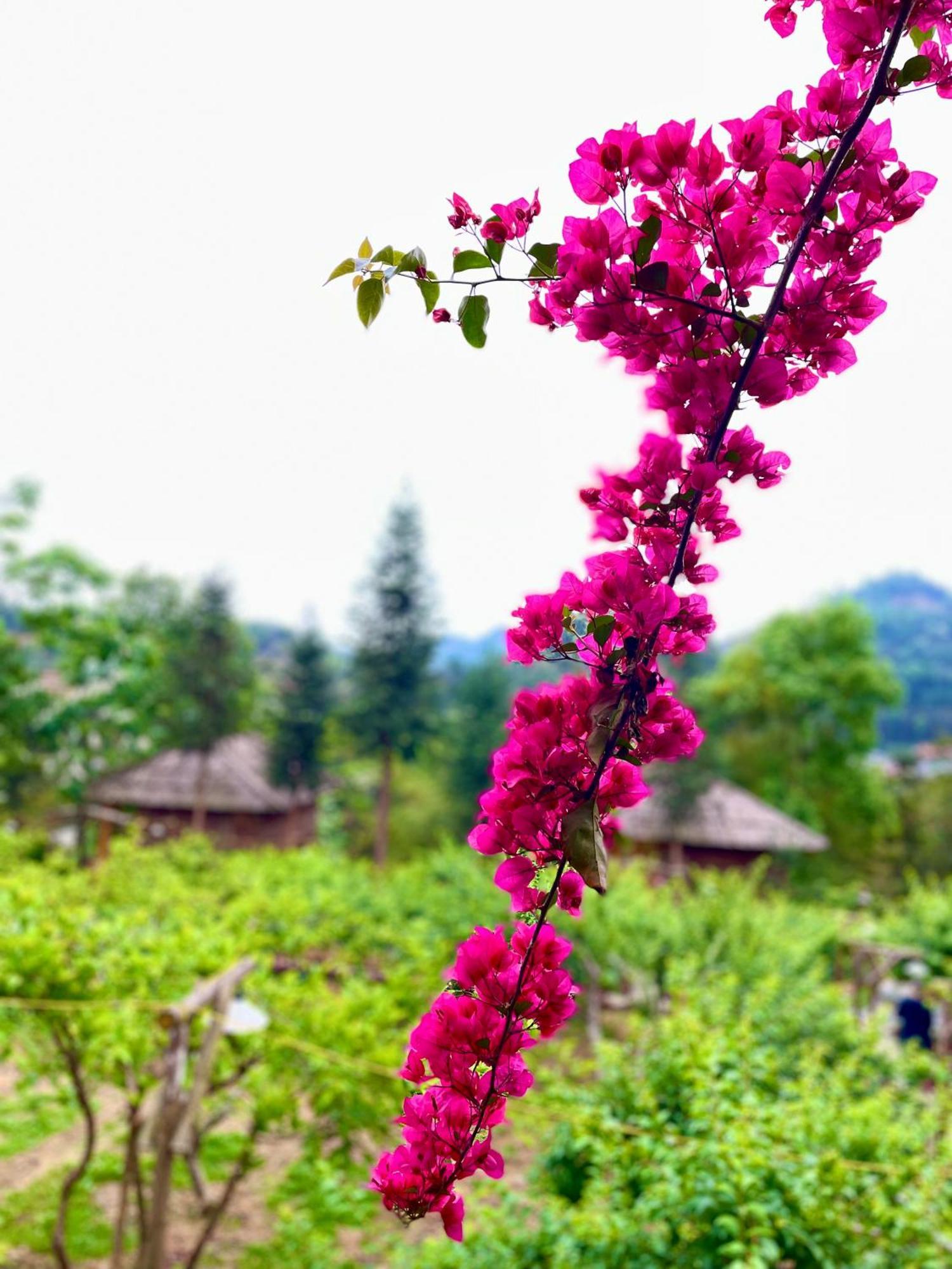 So H'Mong Homestay Bac Ha  Exterior foto